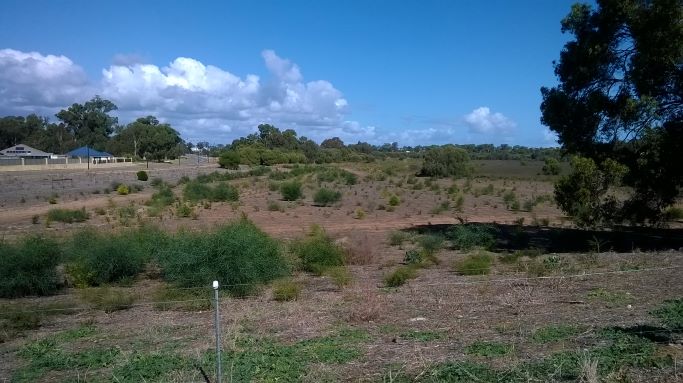 Tamworth-Hill-Swamp