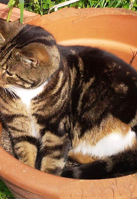 Pay-my-cat-registration.jpg