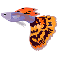 Guppy Guppy