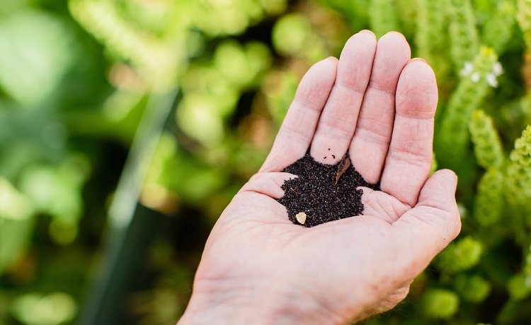 Seeds image