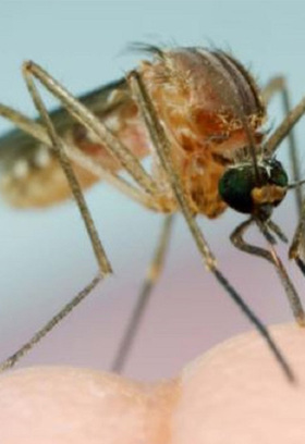 Pest-control.jpg