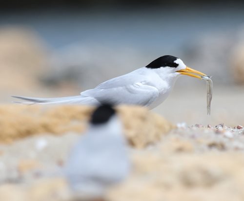 Fairy Tern Fairy Tern