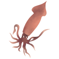Squid Squid