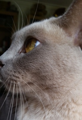 cat3.jpg